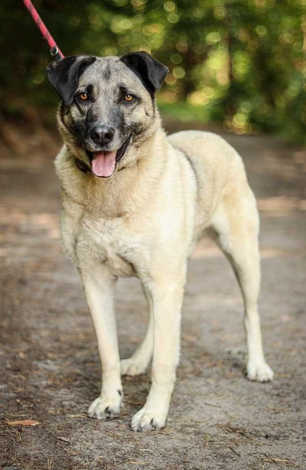 Przyjazny pies w typie owczarka anatolijskiego do adopcji