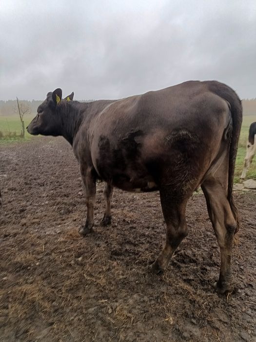 Sprzedam jałówkę MM cielna