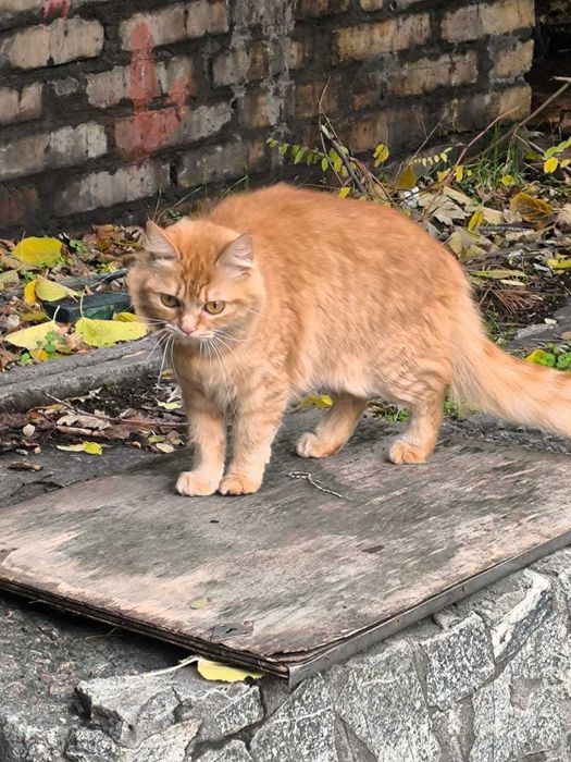 Знайшлась/загубилась руденька кішечка