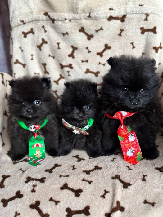 Кремові та чорні цуценята шпіц