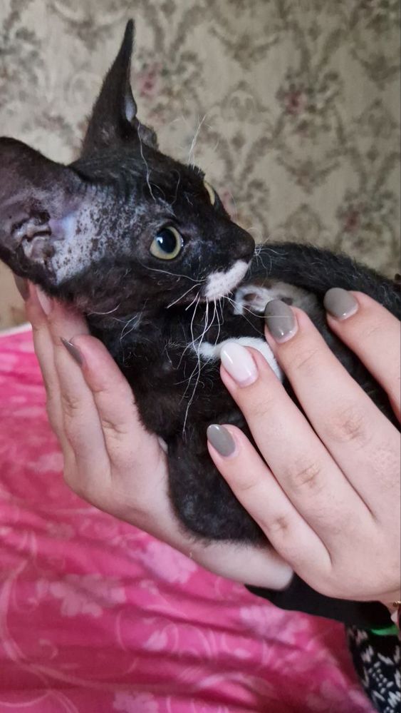 Дуже милий котик  кошеня хлопчик сфінкс Корніш девон рекс канадський