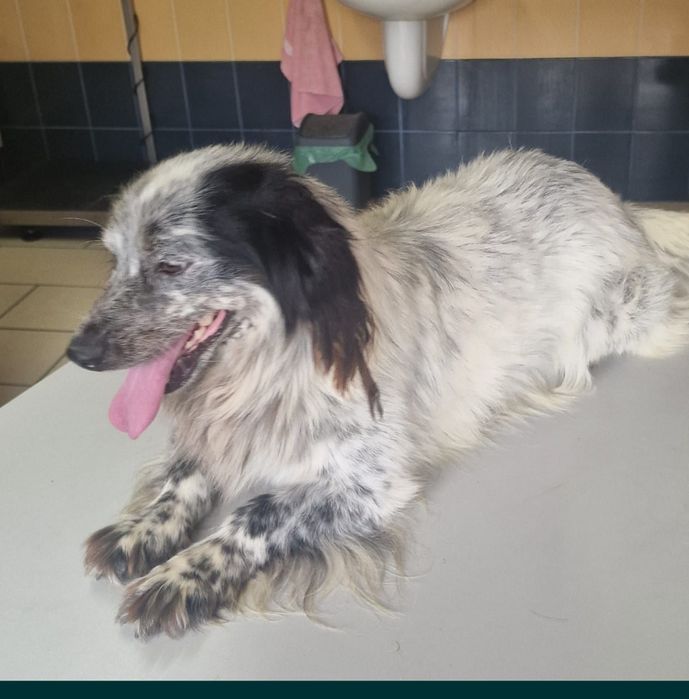 Tobie, Pani się wyprowadziła i Go zostawiłam.