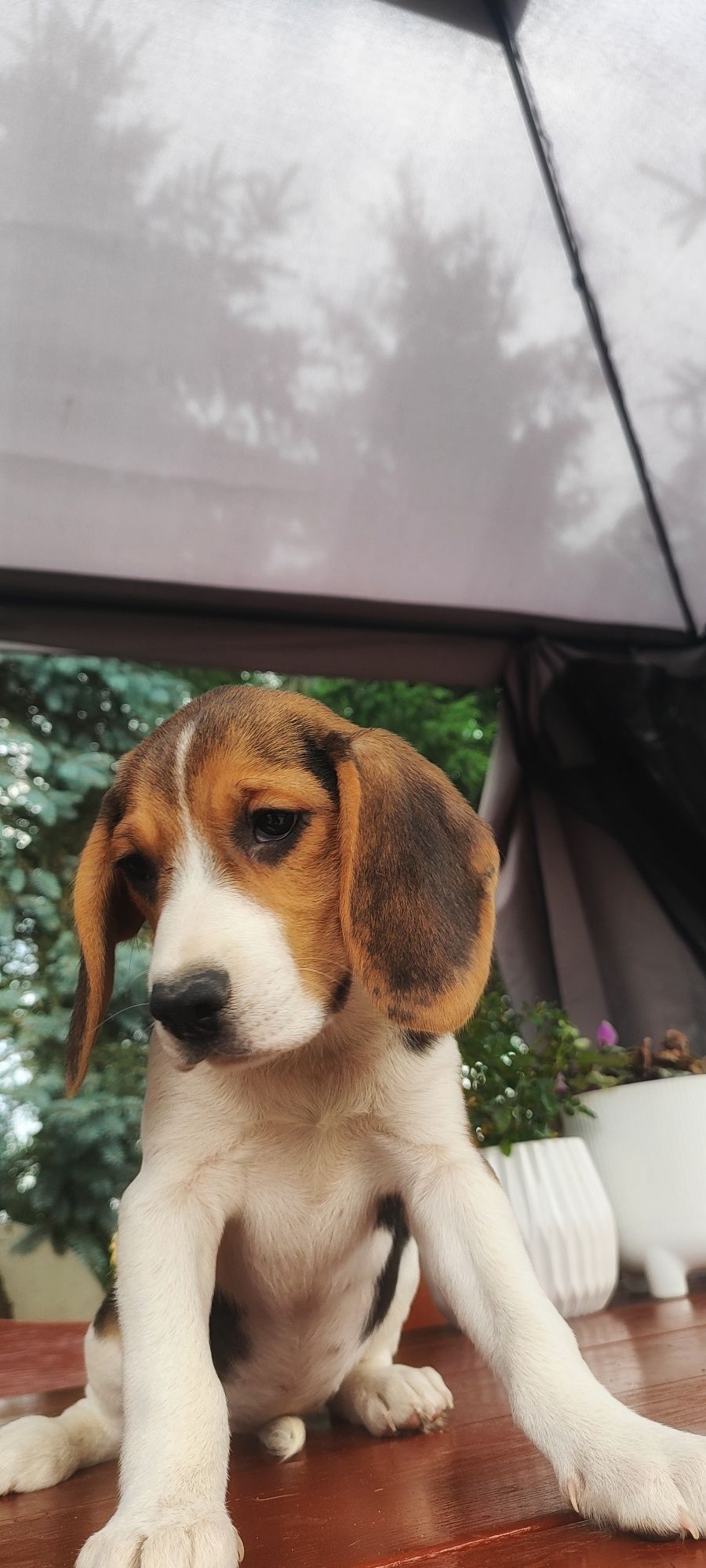 Piękne Szczenięta Beagle  • GOTOWE DO ODBIORU •