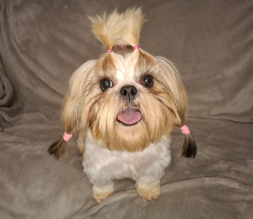 Shih-tzu Suczka dorosła