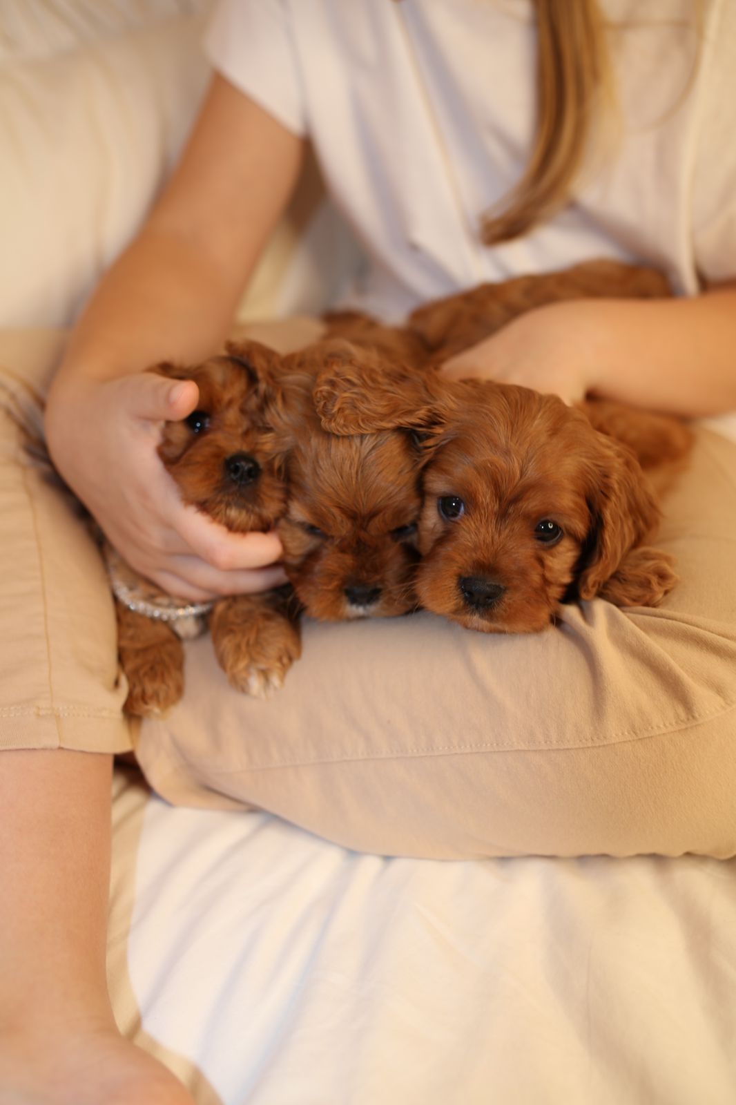 Кавапу щенки, мальчики и девочки, Cavapoo male, female