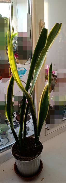 Цветок - Сансевиерия