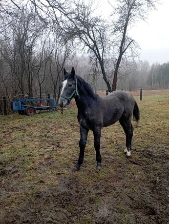 Ogierek śląski kg