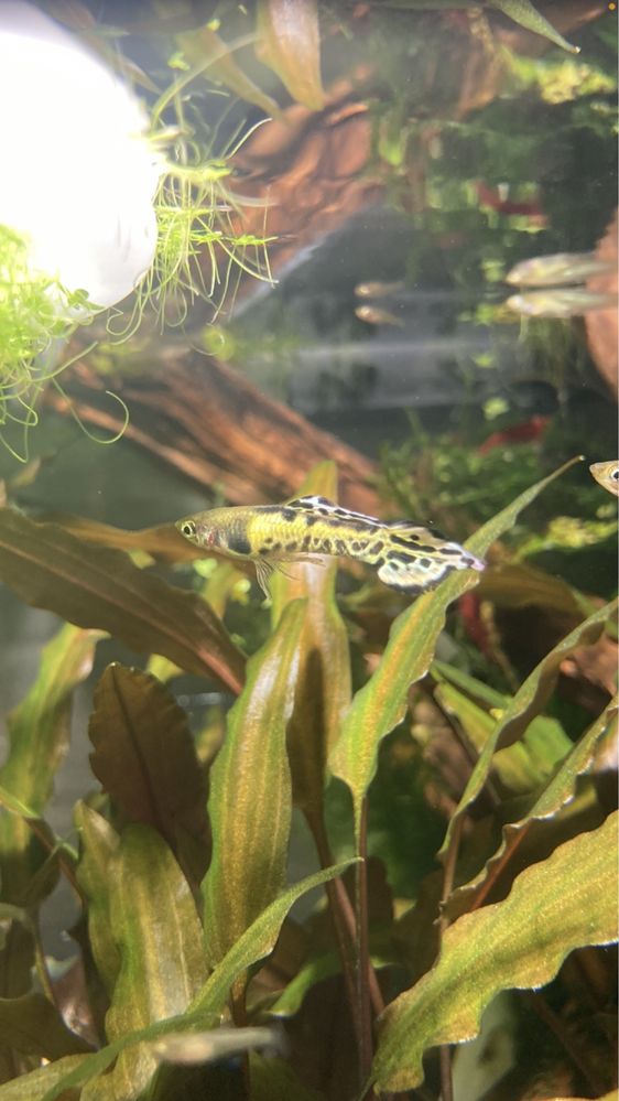 Guppy endler leopard