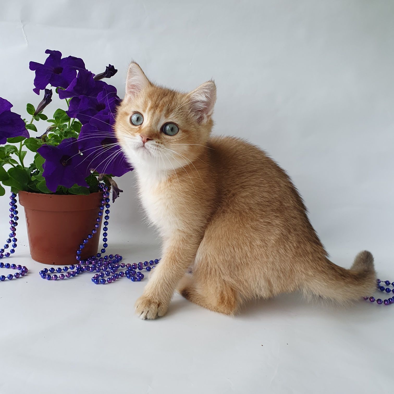 Срочно ласковый котик британец, ждет любящую семью. Котята Киев