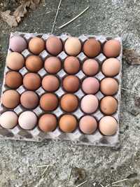 Ovos caseiros, criados ao ar livre.
