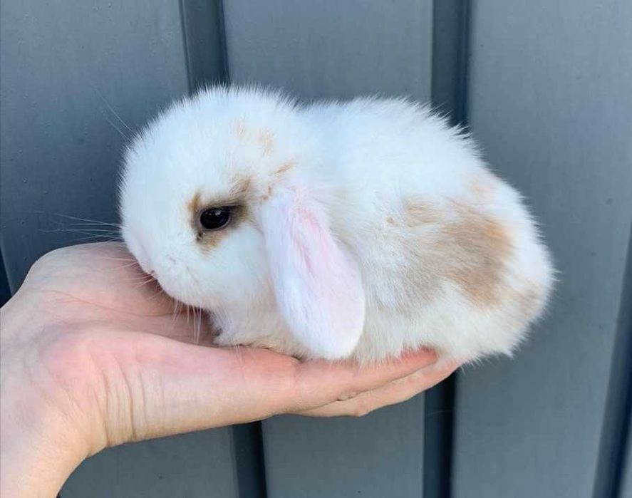 KIT Coelhos anões orelhudos, mini lop super inteligentes e meigos