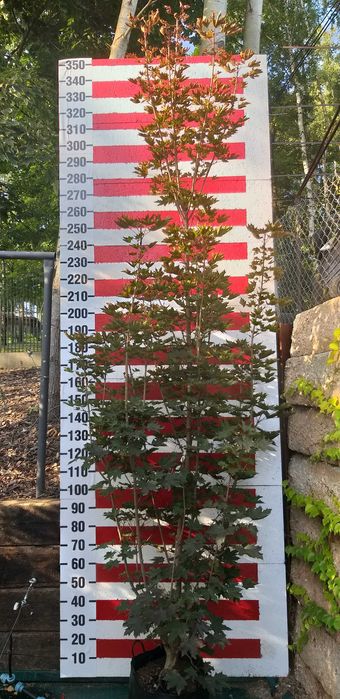 Acer platanoides/Klon pospolity 'Crimson Sentry'