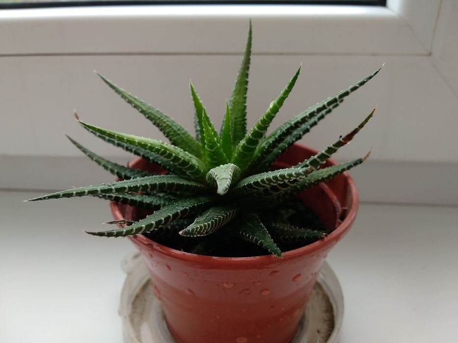 Сукулент Хавортія смугаста