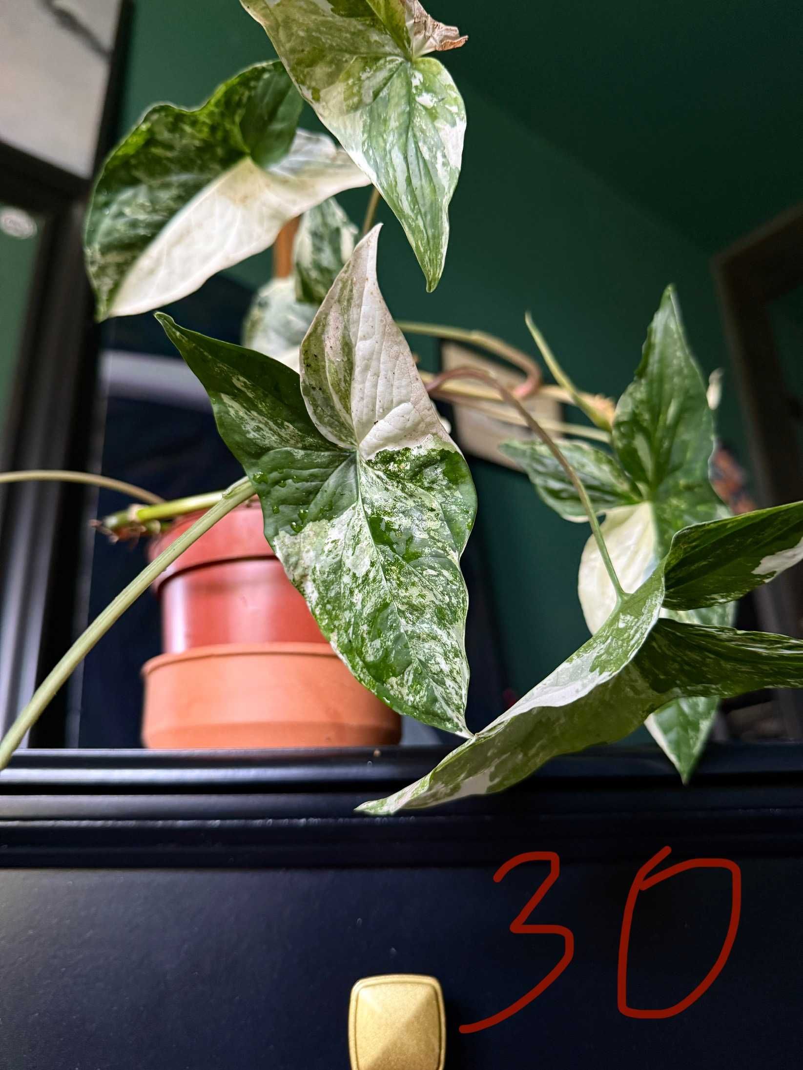 Zroślicha Stopowcowa Variegata Syngonium wybarwiona rzadka Wrocław