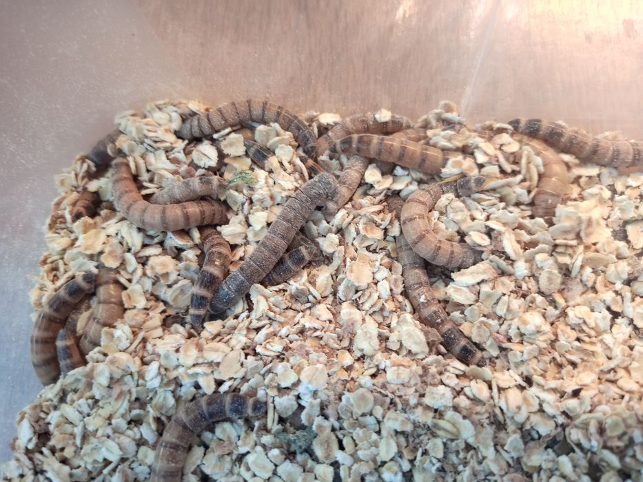 Larwy drewnojada dorosłe osobniki