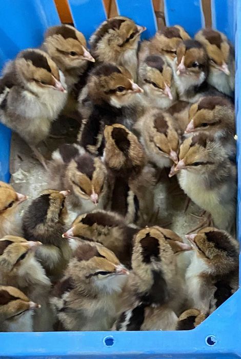 Kurczaki pisklęta nioski Leghorn, Greenshell, Sussex, Rosa, Araucana