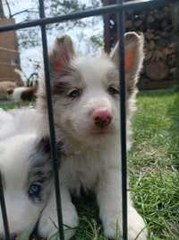 Border Collie Red Merle