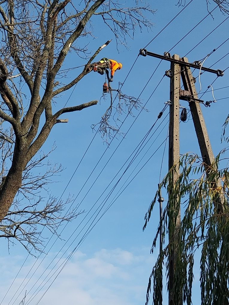 Wycinka drzew metodą Alpinistyczną wraz z rębakowaniem