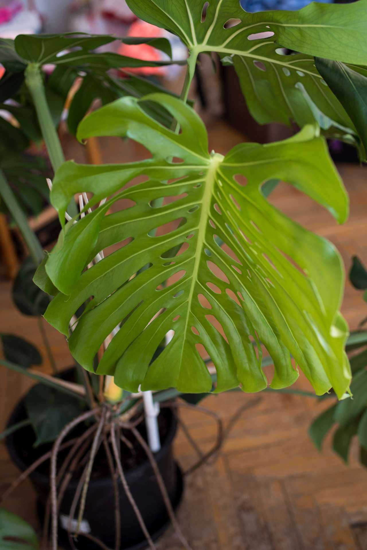 Monstera deliciosa- duża roślinka