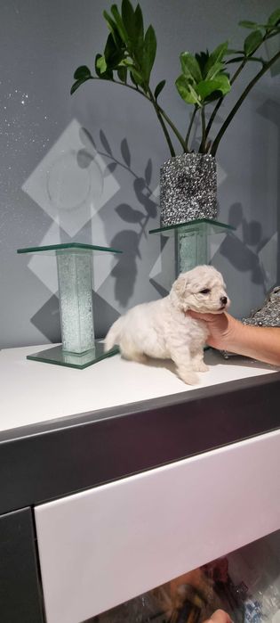 Piękny piesek Bischon Frise