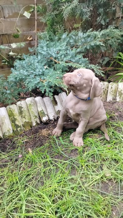 Szczenię wyżeł weimarski