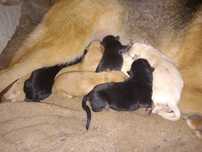 Para adopção cachorros