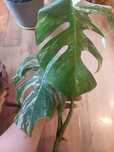 Monstera albo variegata