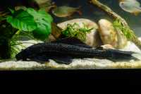 Plecostomus grande com 30cm