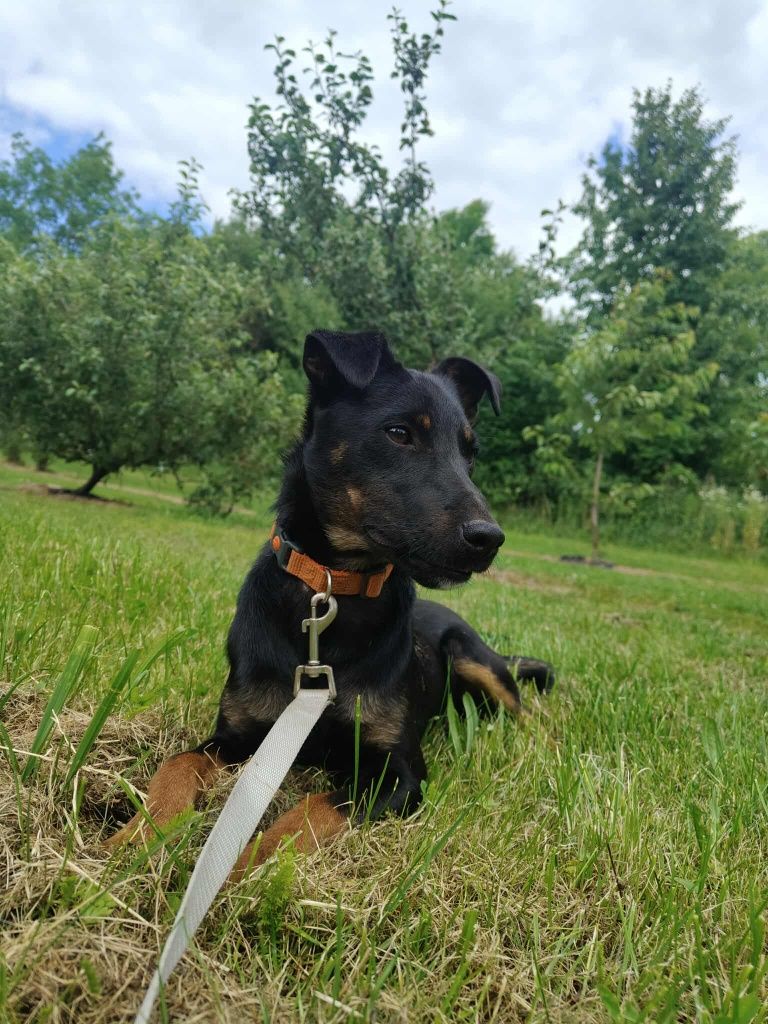 Piękny Ivan szuka rodziny