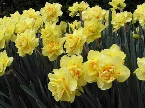 Нарцис Нарциси жовті купчисті пахучі.Цибулини .Луковицы нарцысов