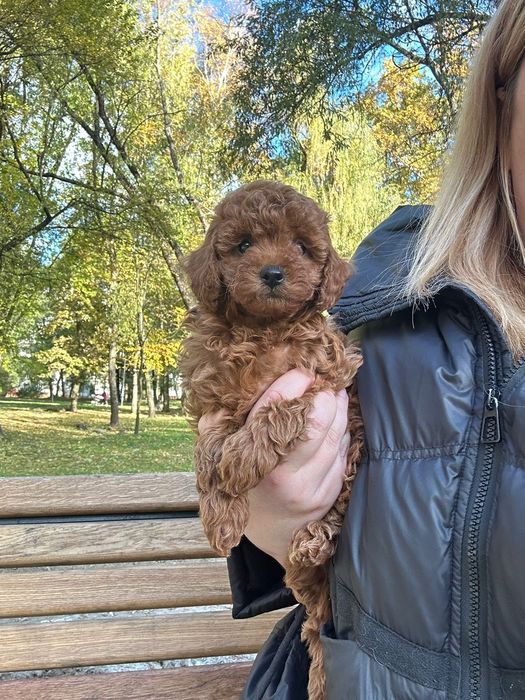 Niesamowita dziewczynka toy pudel FCI