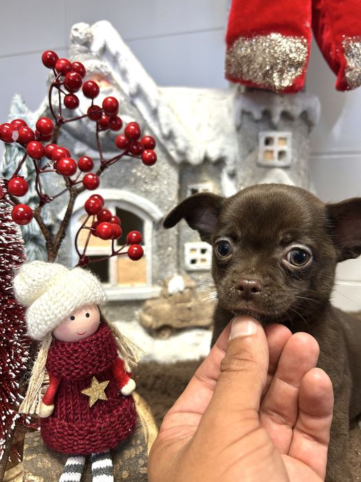 Menino chihuahua chocolate