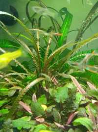 Roślina cryptocoryne balansae/rośliny kryptokoryny/zwartka balansa