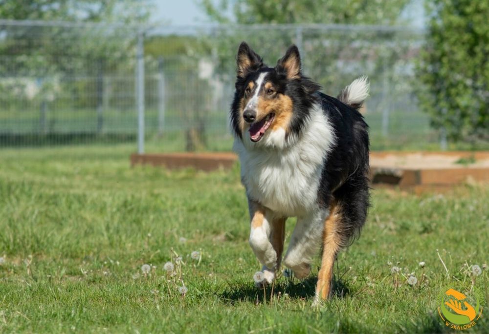 Max owczarek szkocki do adopcji