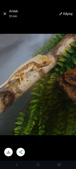 Gekon orzęsiony z ogonem