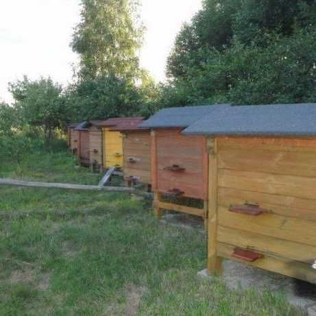 Miód z własnej pasieki,Dostawa gratis