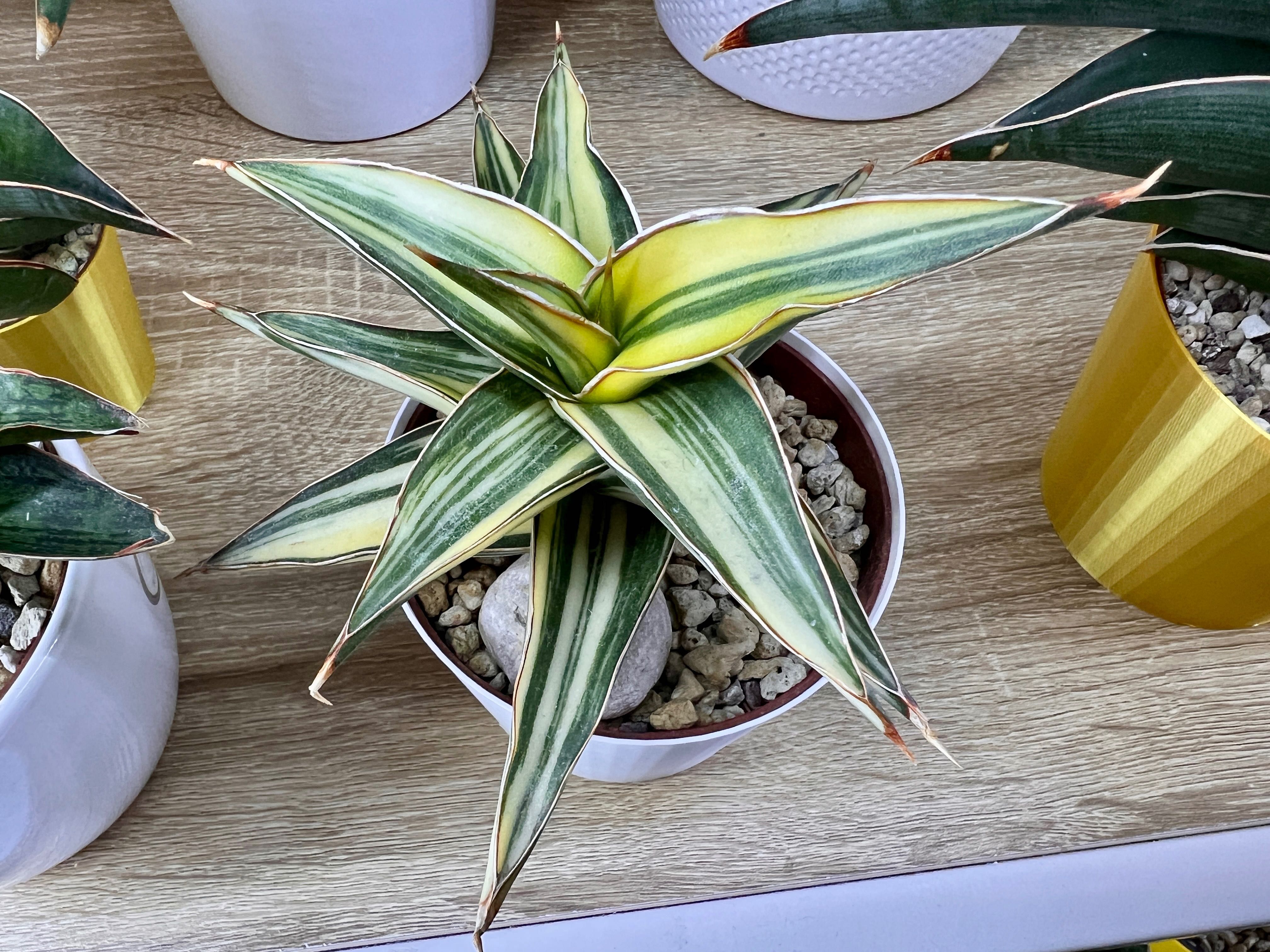 Sansevieria sp. Lavranos Variegated sansewieria