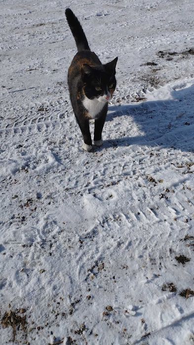 UWAGA!!! Zaginęła kotka od kociat