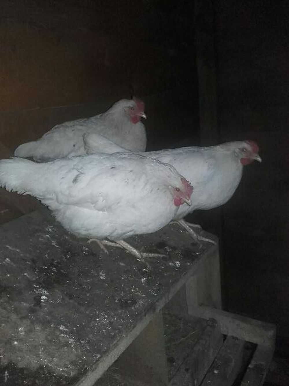 Ferma sprzeda kury leghorn po28