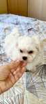Bichon Maltês macho  disponível