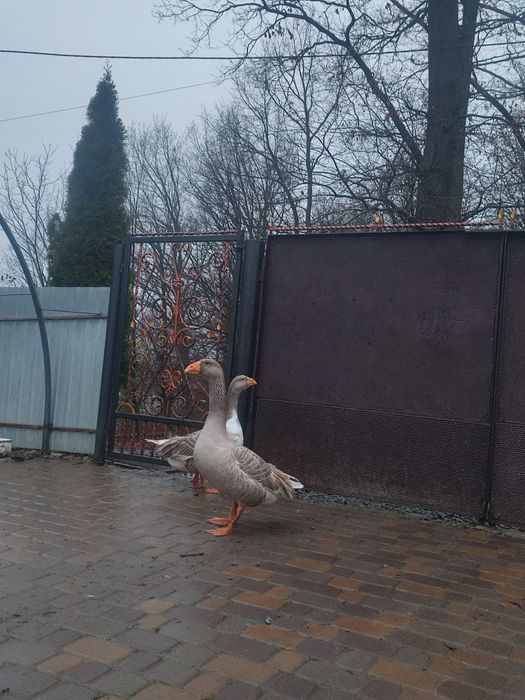 Комогор горбуносі