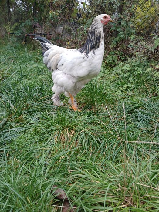 Koguty mix brahma i barnevelder