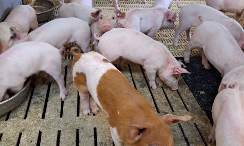 Поросята продам опт