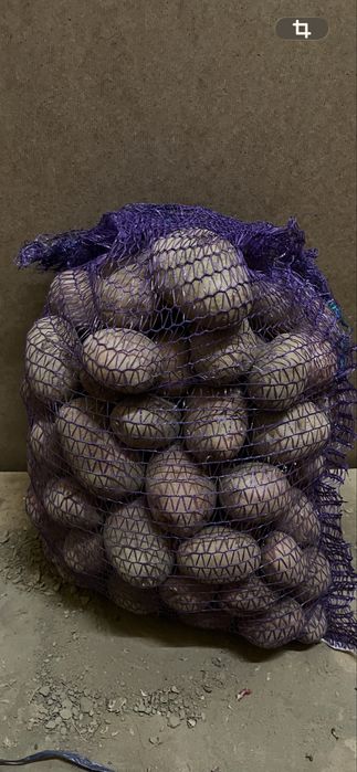 Ziemniaki Bellarosa i Marabel