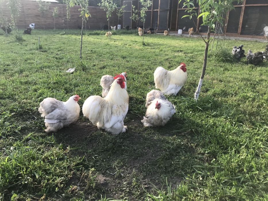 Продам яйце ікубаційне кох міні