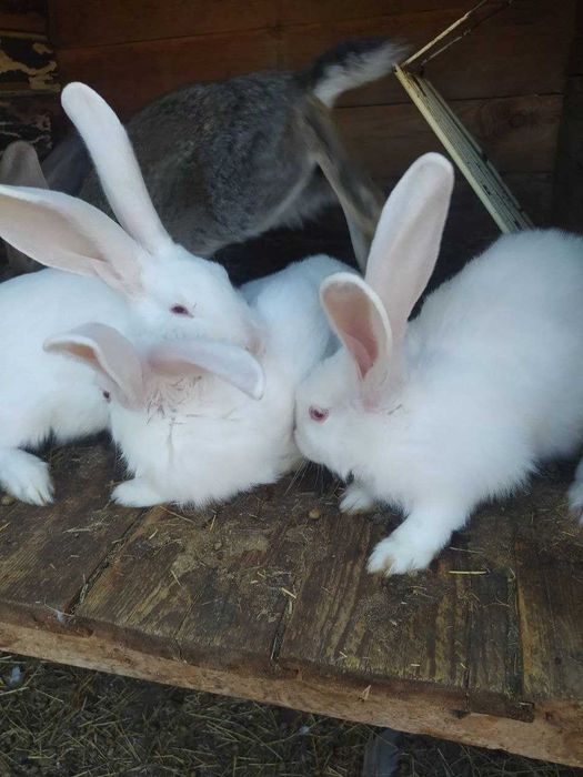 Полтавское серебро и Термонские белые кролики