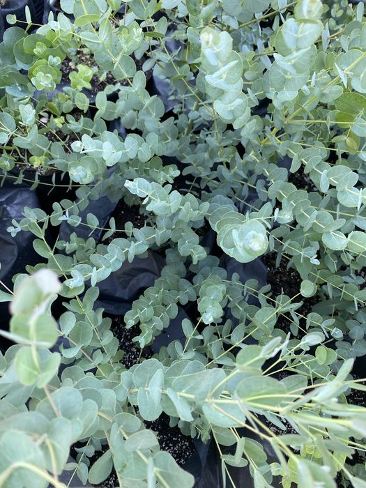 Eucalyptus Gunni (Gum) - Евкаліпт Гунні Гунни Ганна деревья