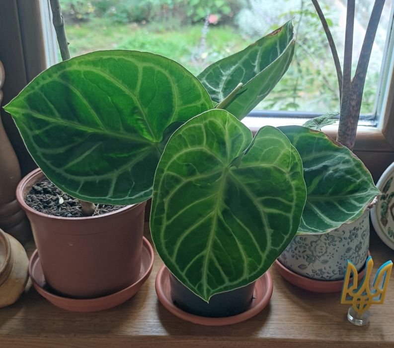 Антуріум Сільвер Блаш (Anthurium Crystallinum Silver Blush)