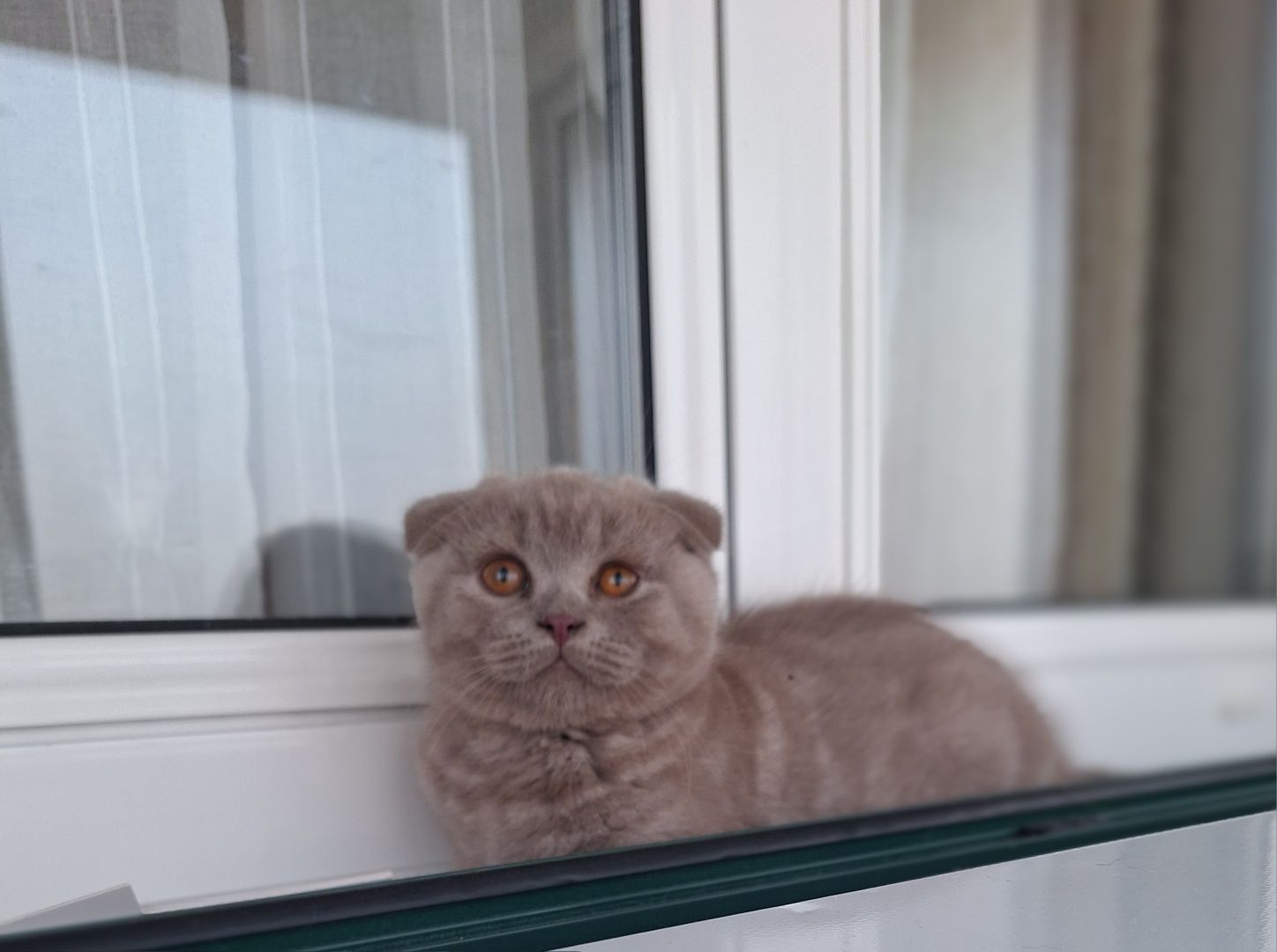 Scottish fold macho lilás