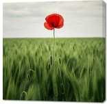 Obraz 100x100cm Samotny Mak na Polu